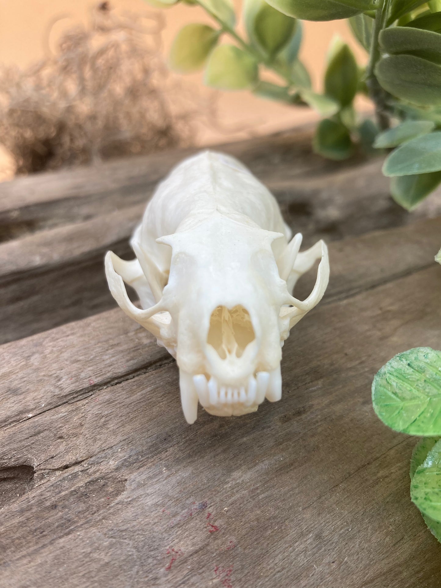 Mink Skull