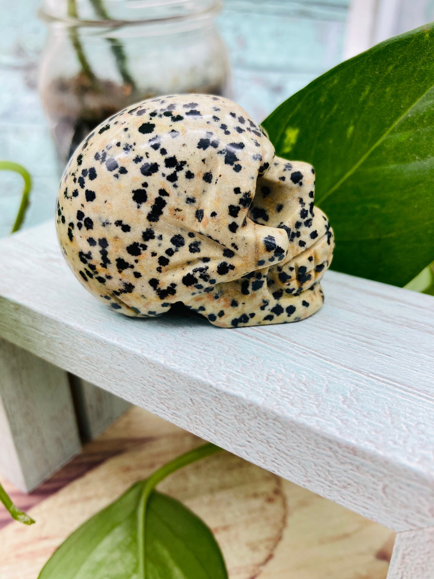 Dalmatian Jasper Skull