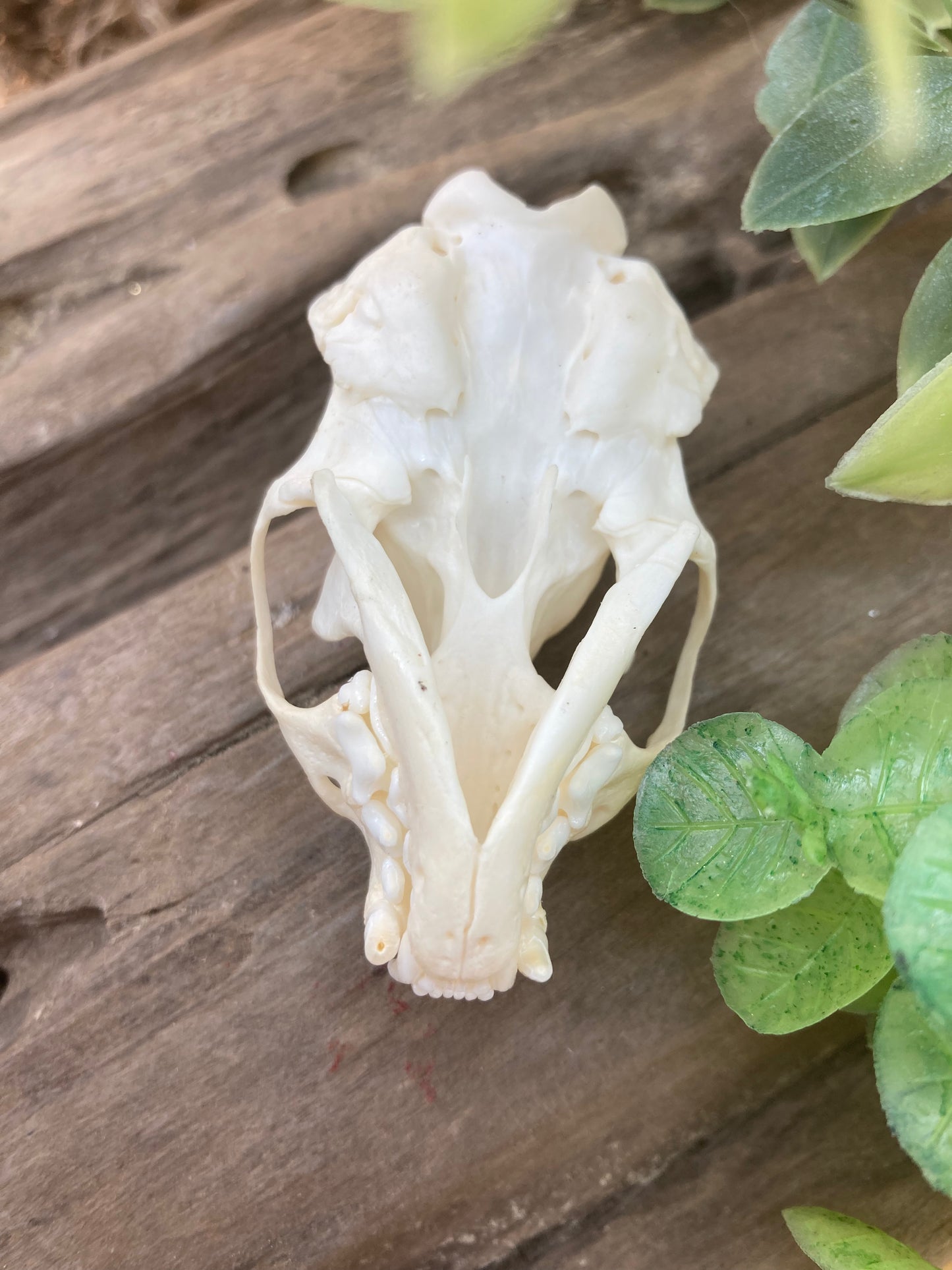 Mink Skull