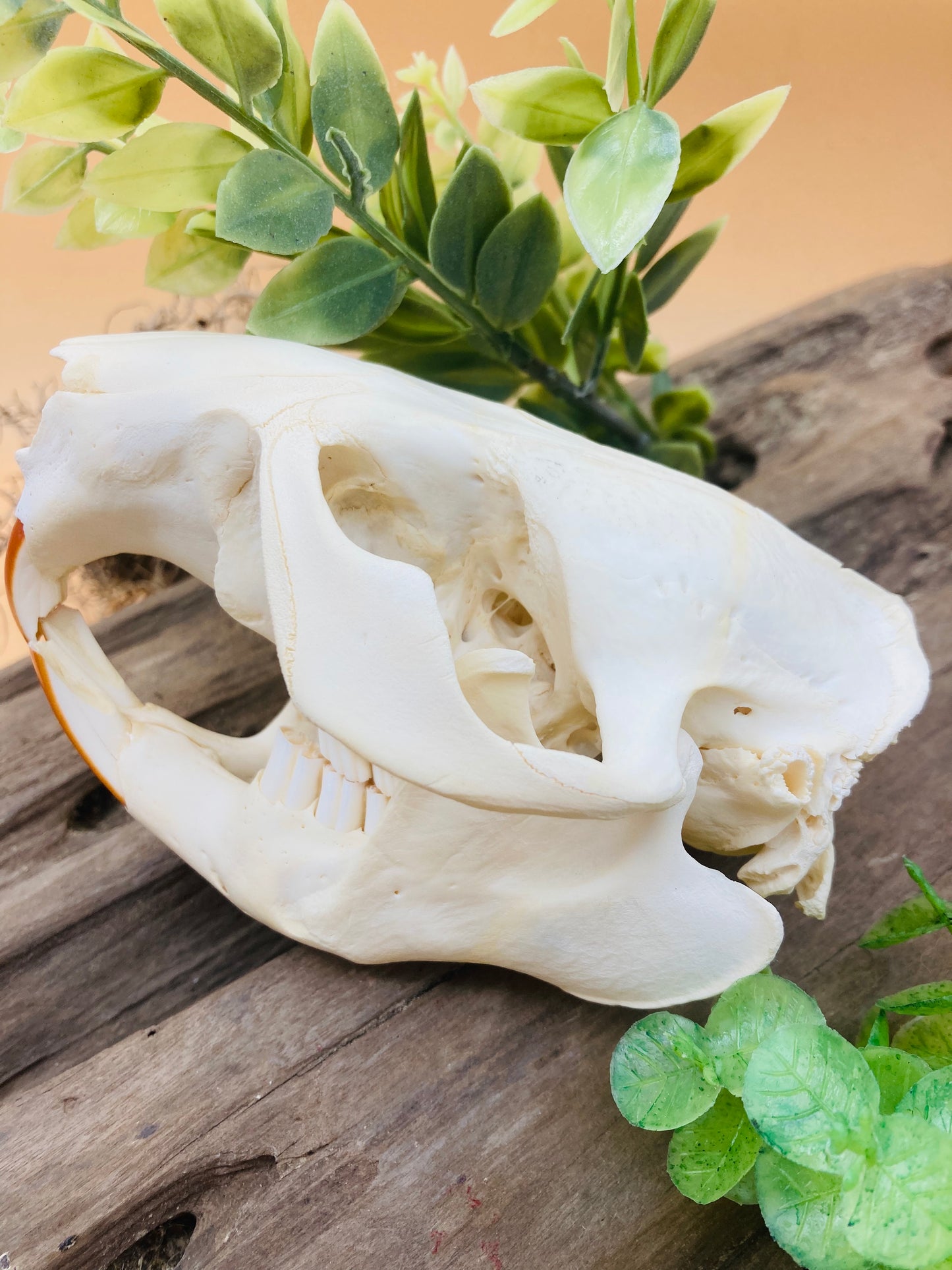 Beaver Skull