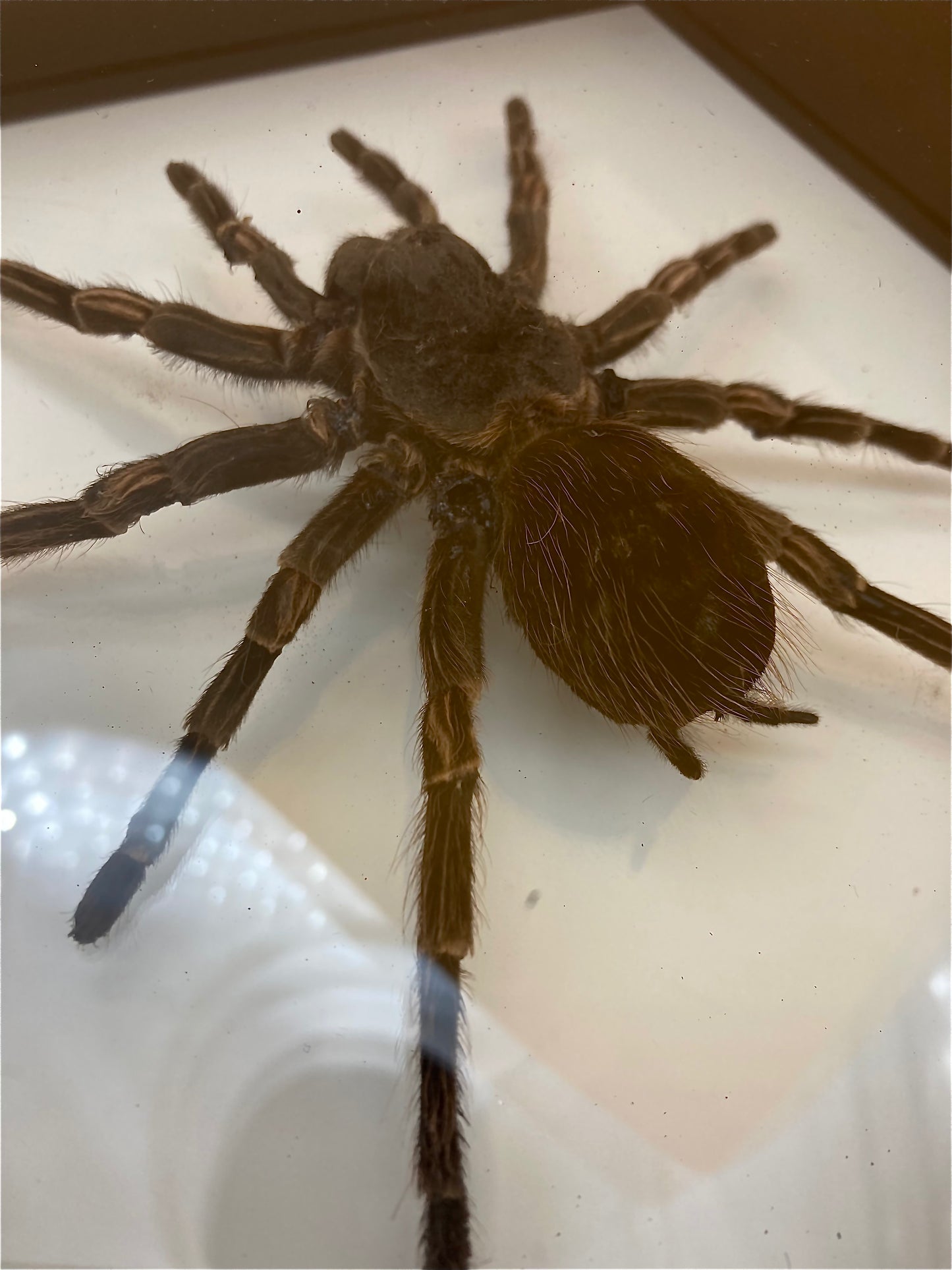 Framed Tarantula