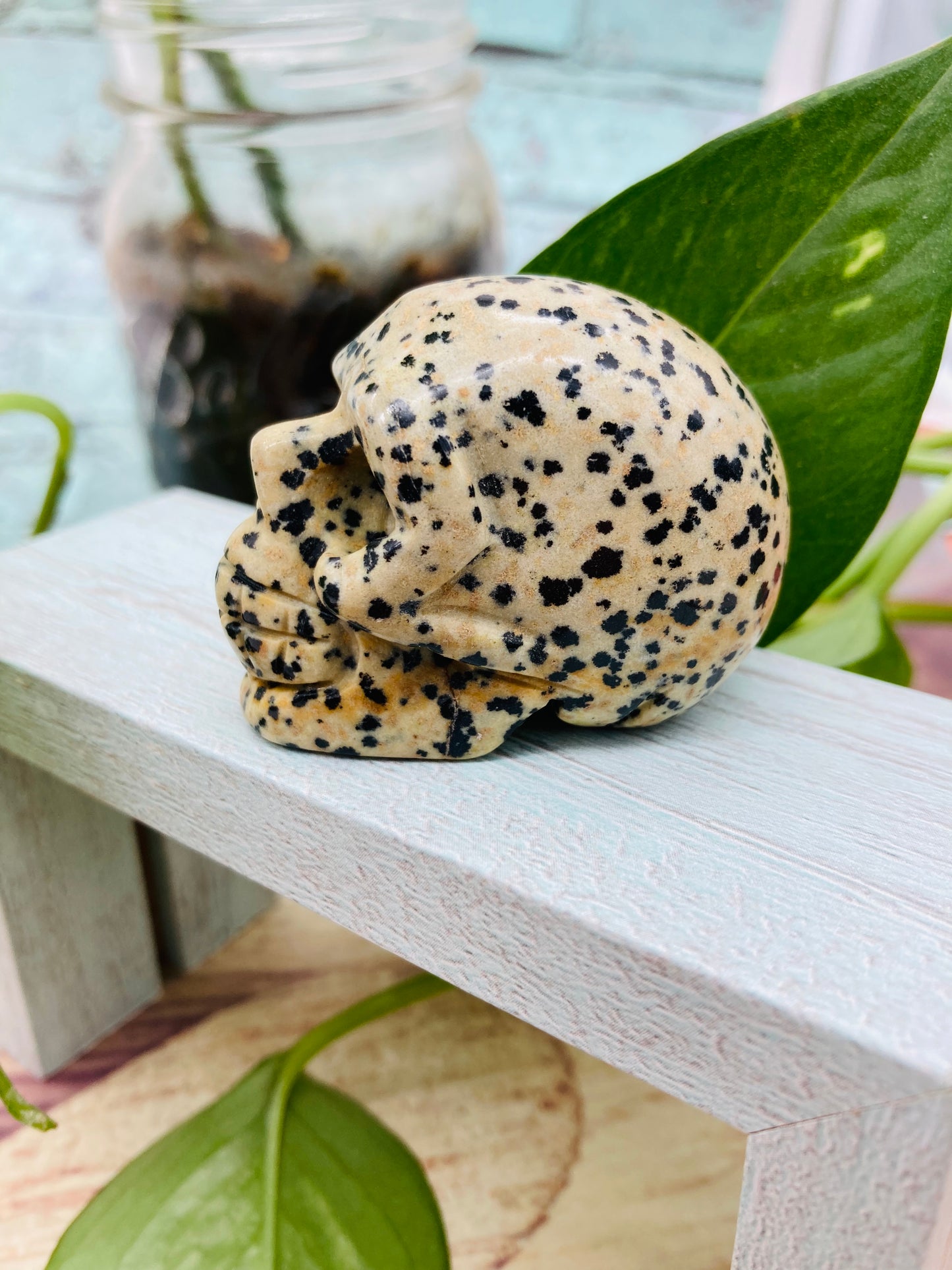 Dalmatian Jasper Skull