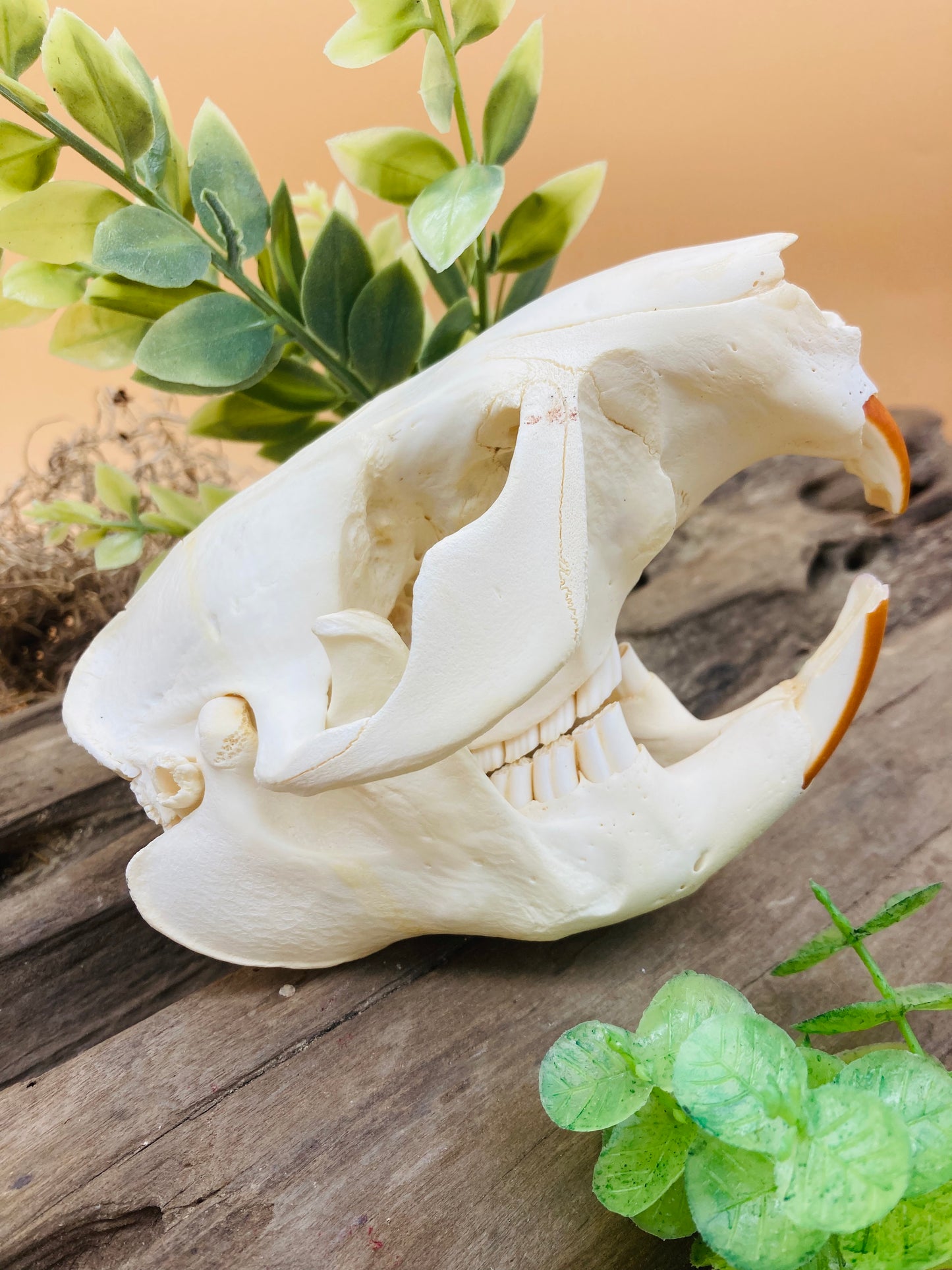 Beaver Skull