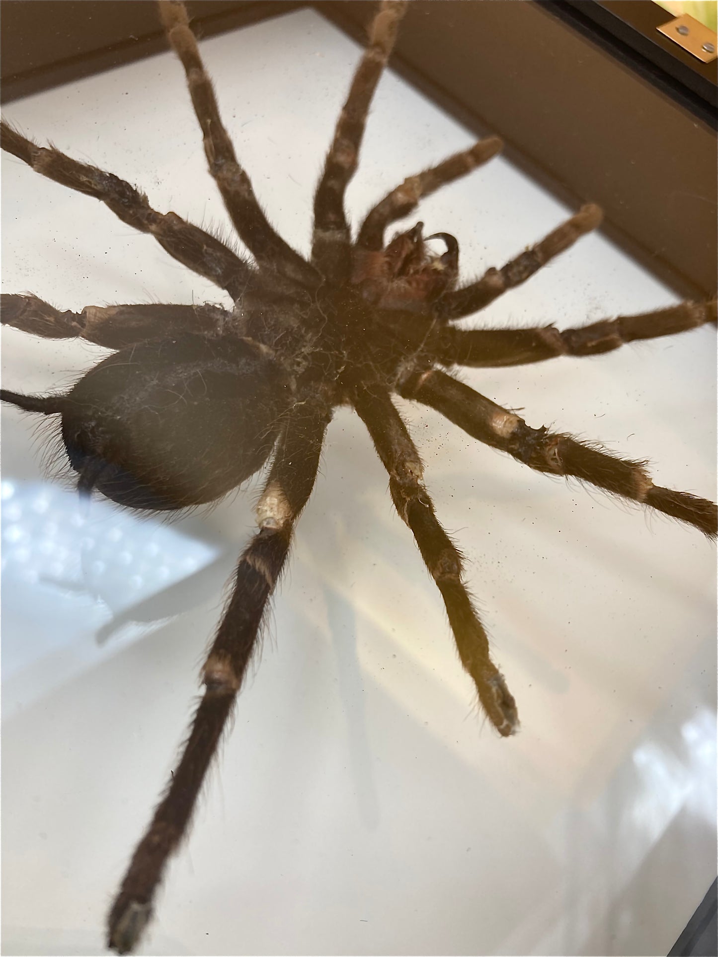 Framed Tarantula