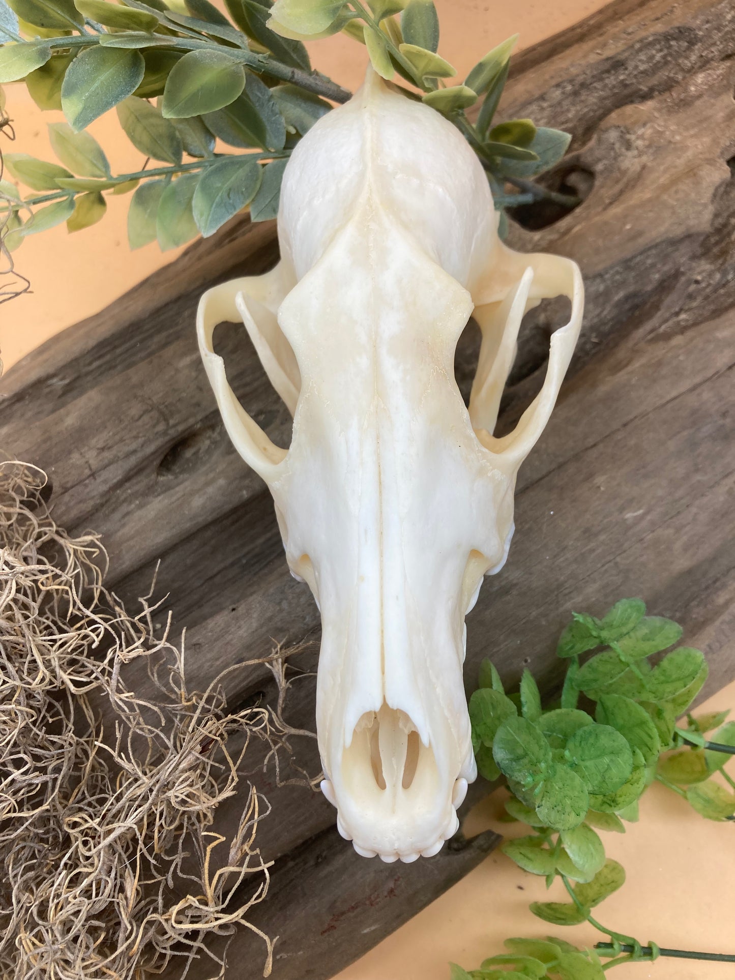 Coyote Skull