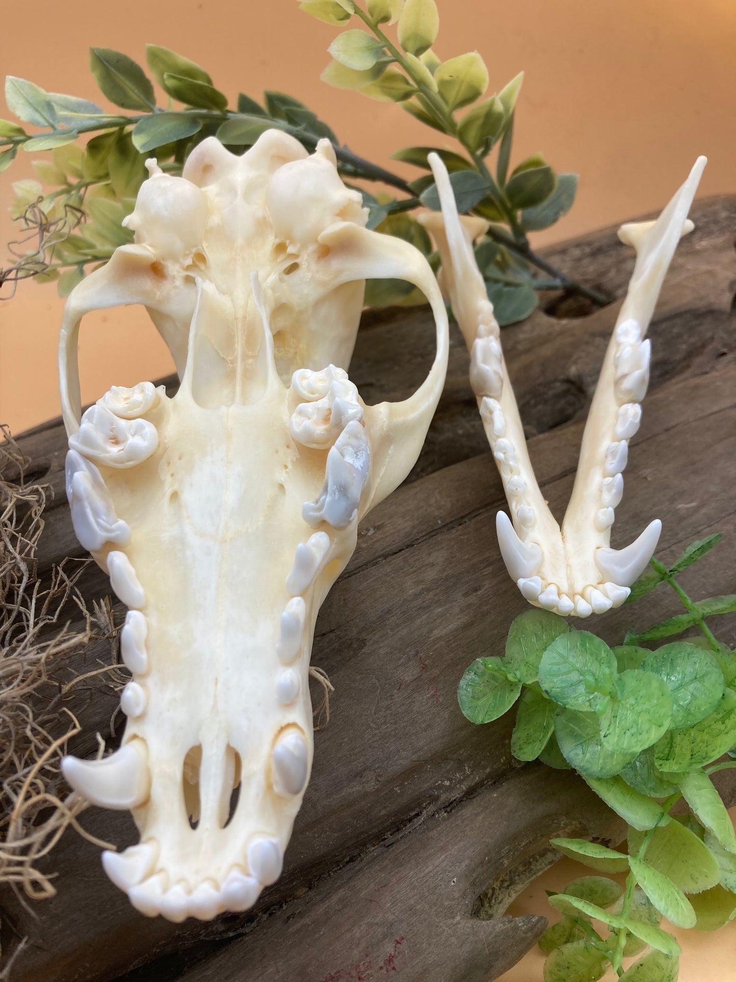 Coyote Skull