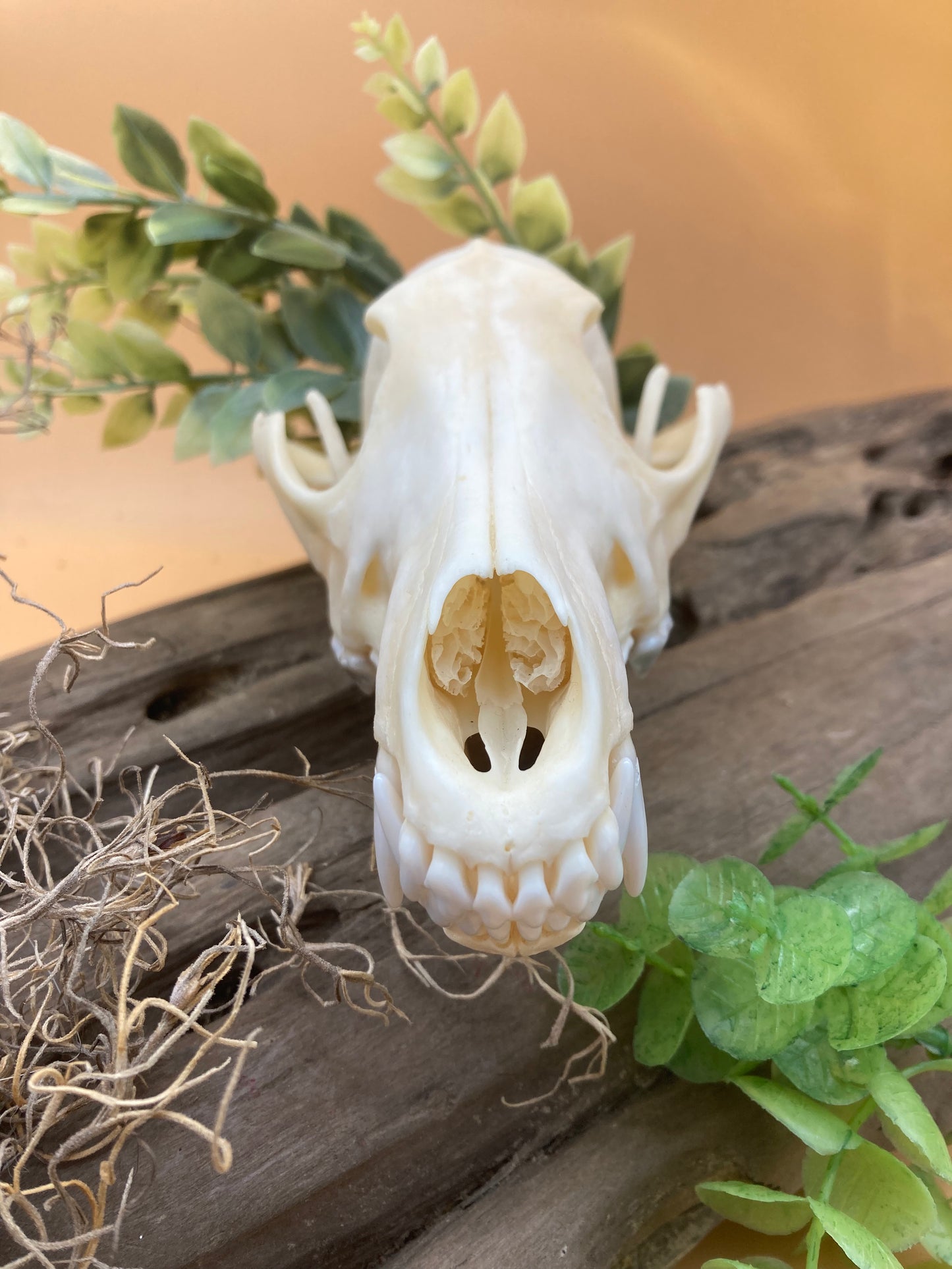 Coyote Skull