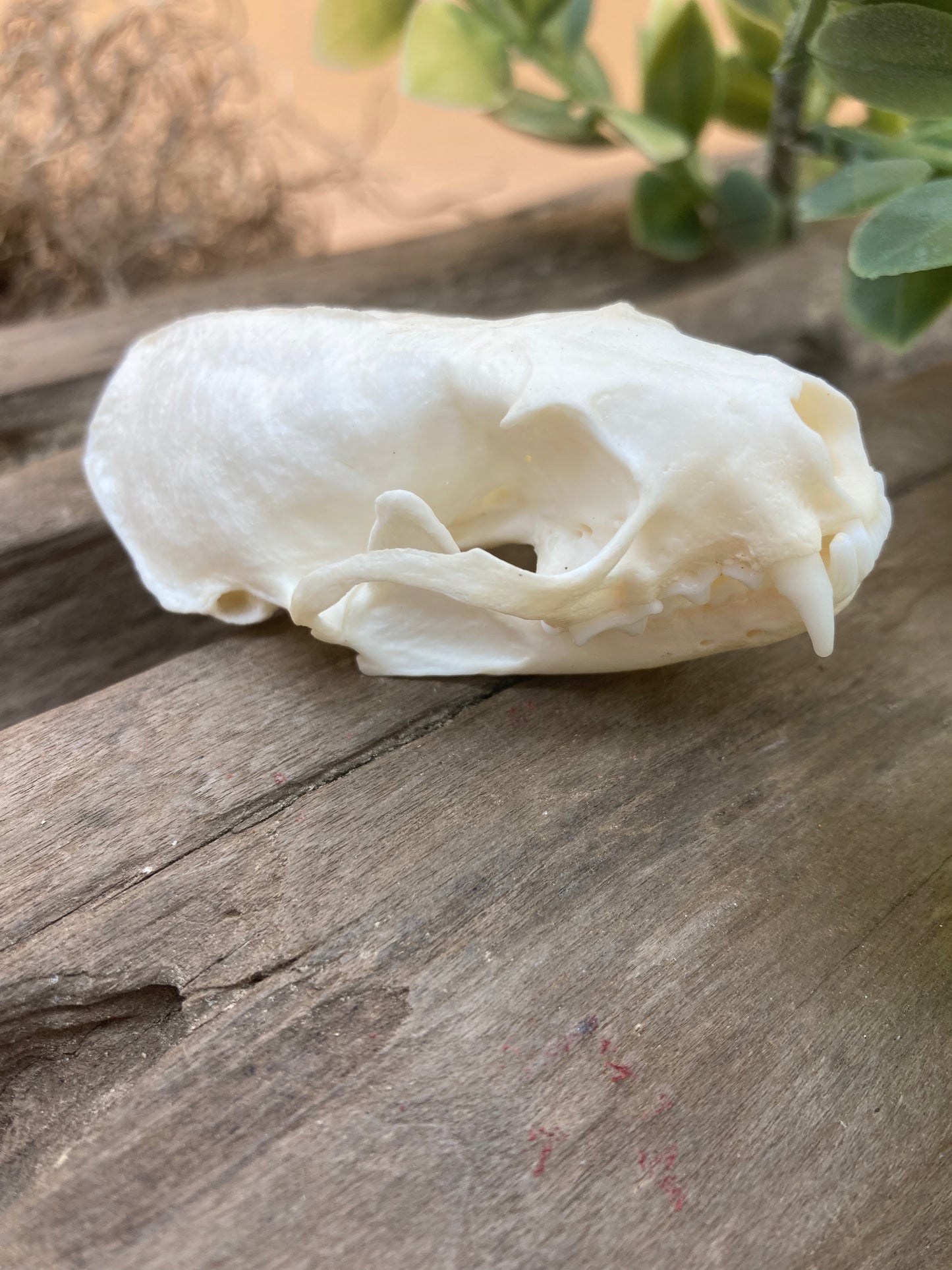 Mink Skull
