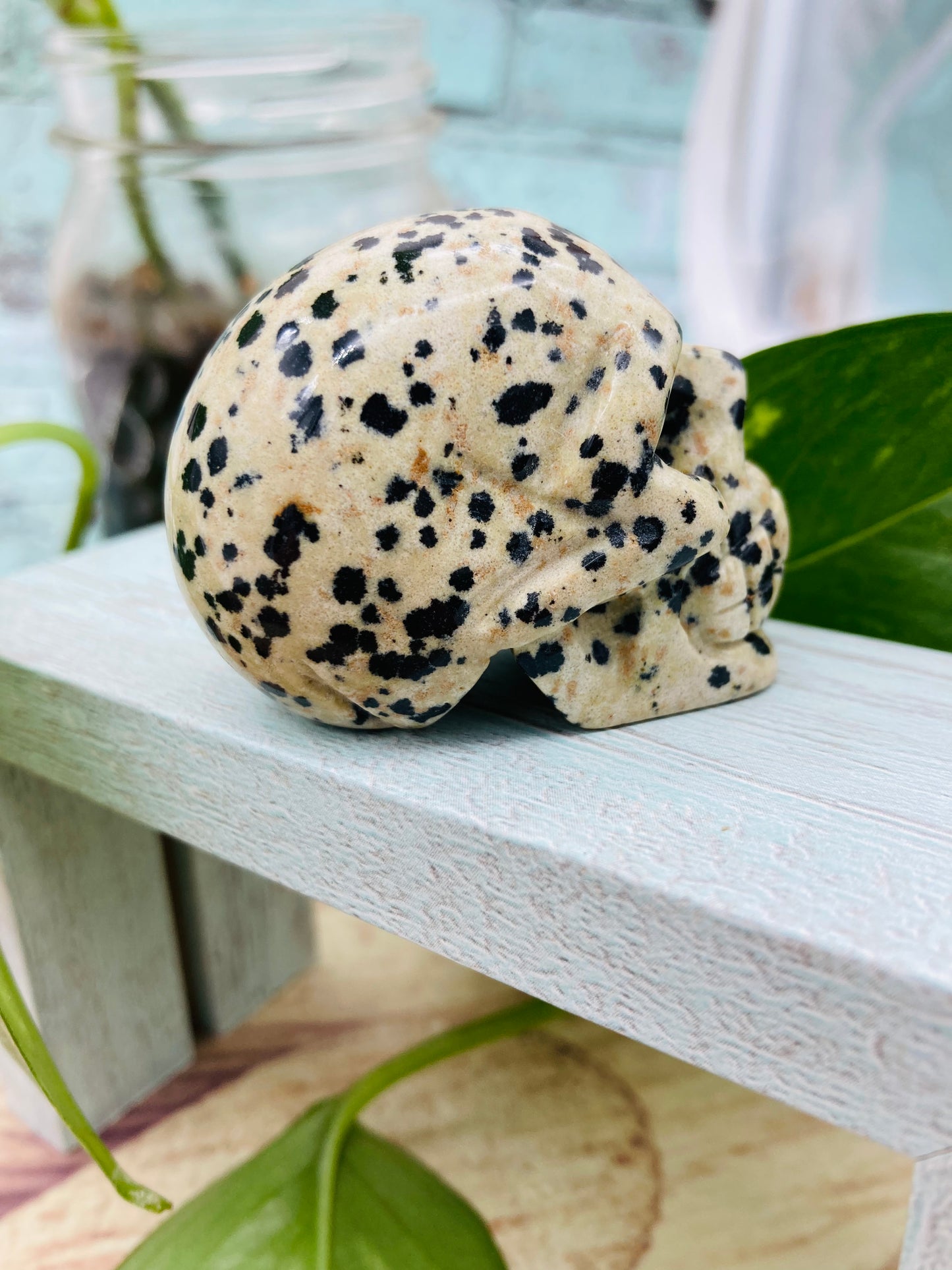Dalmatian Jasper Skull