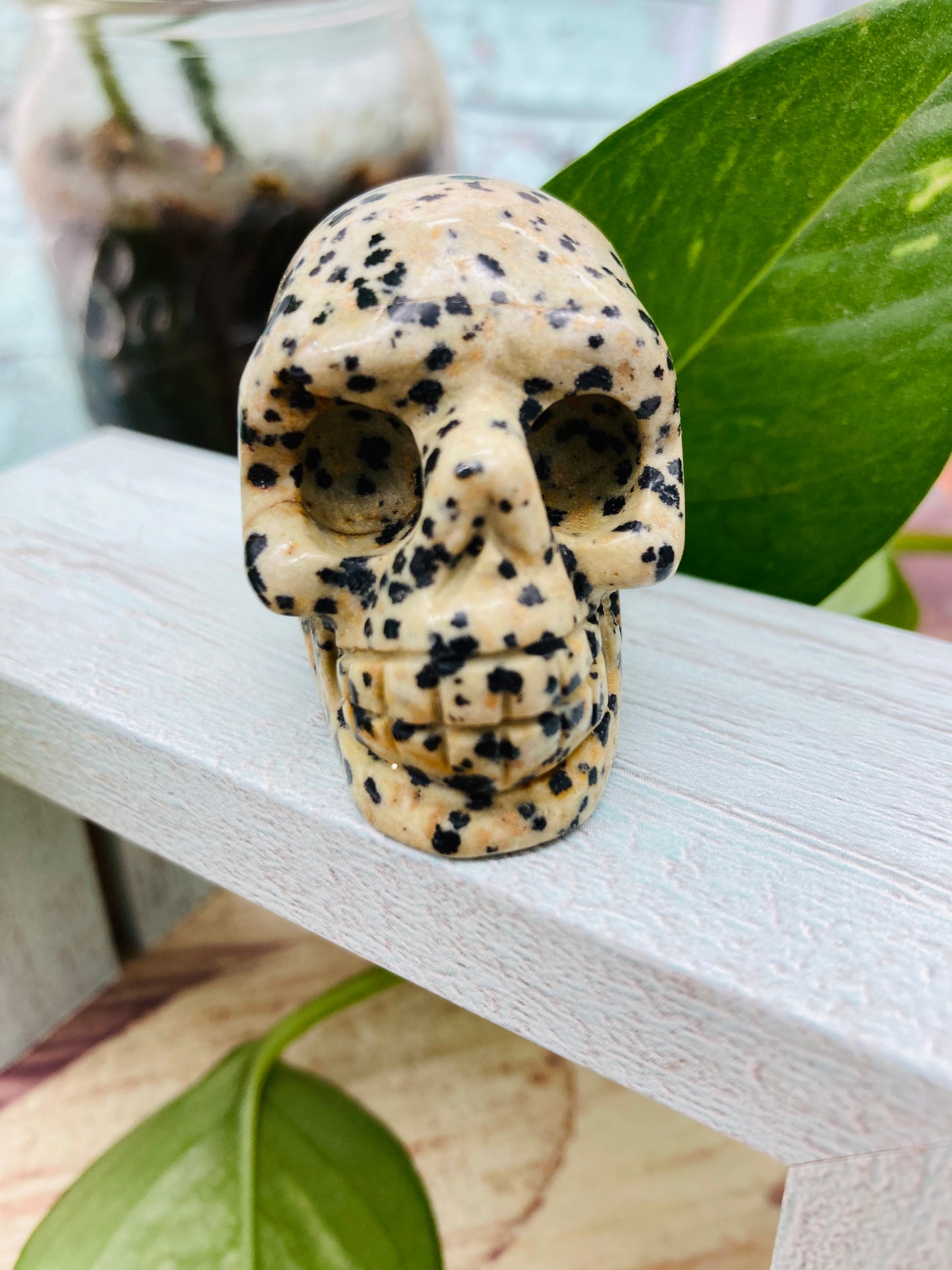Dalmatian Jasper Skull