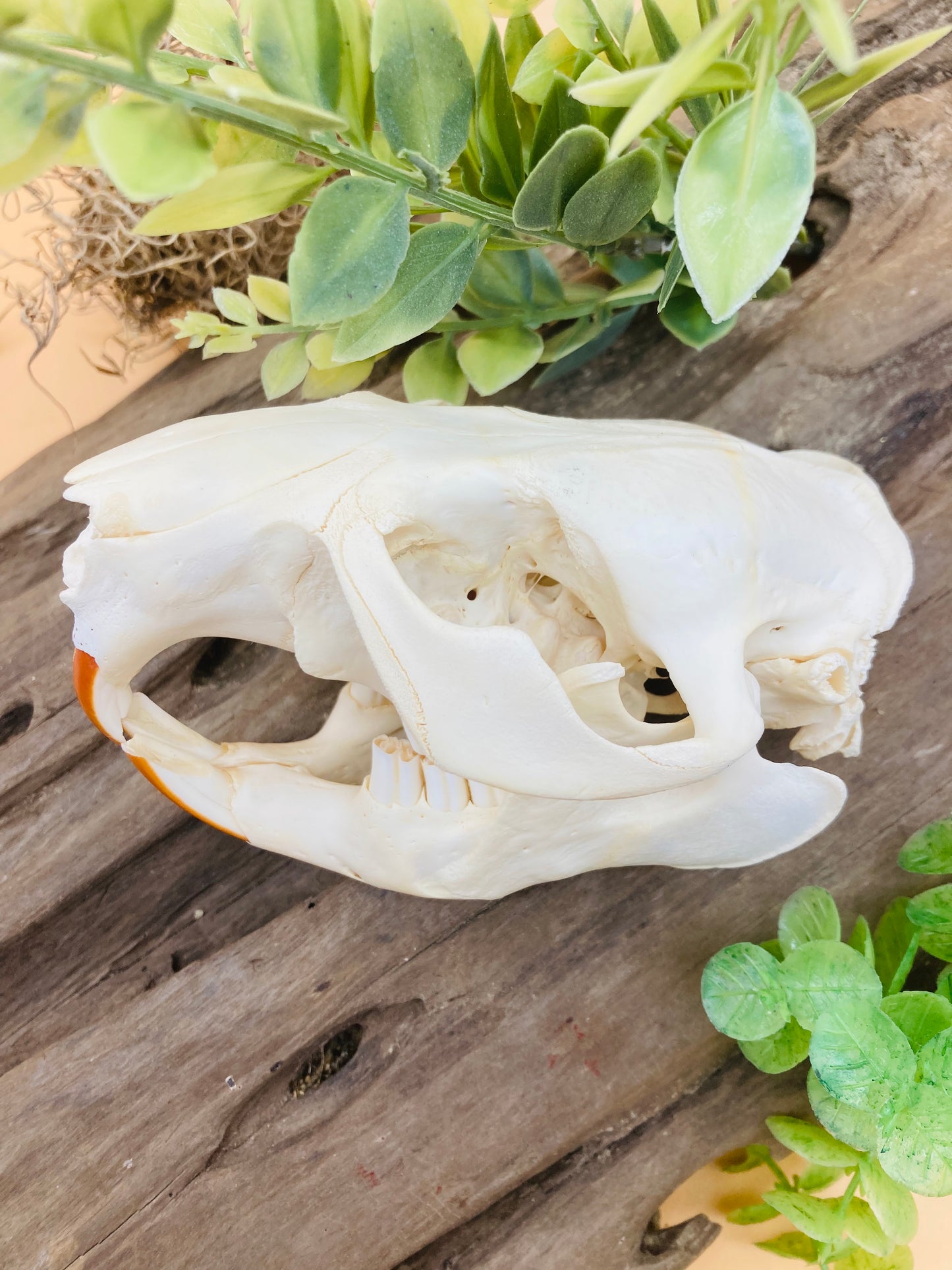 Beaver Skull