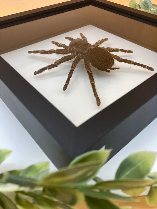 Framed Tarantula