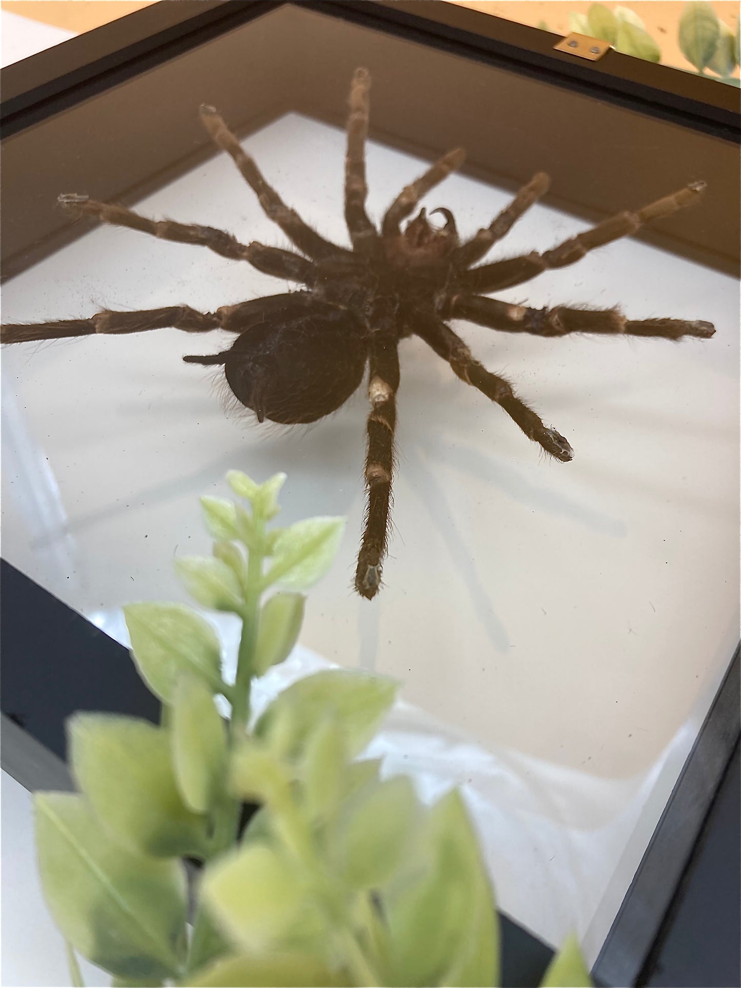 Framed Tarantula
