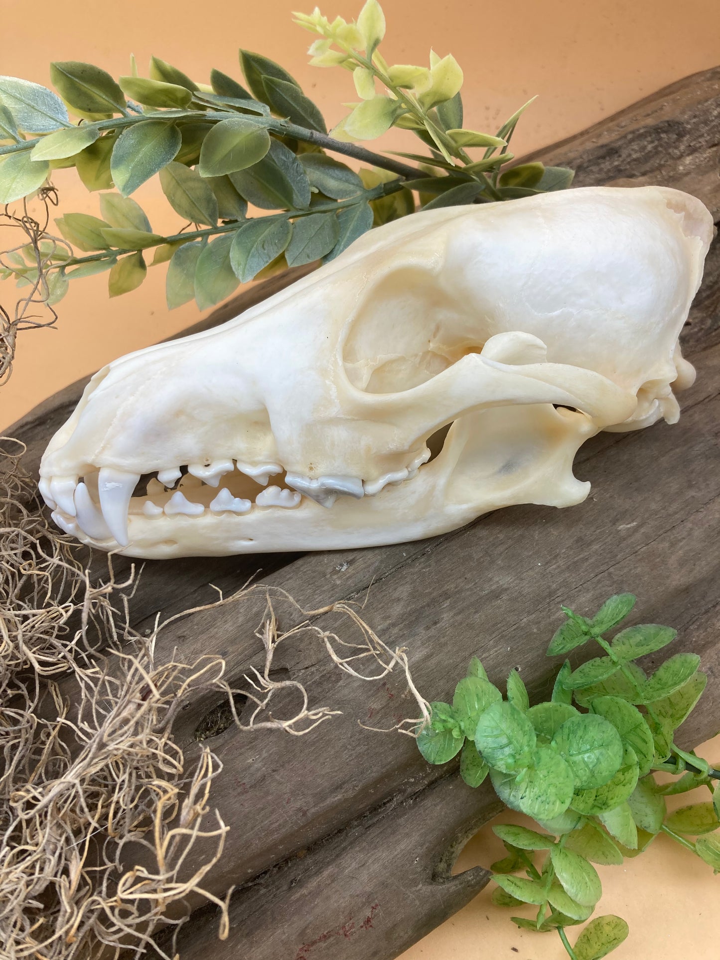 Coyote Skull