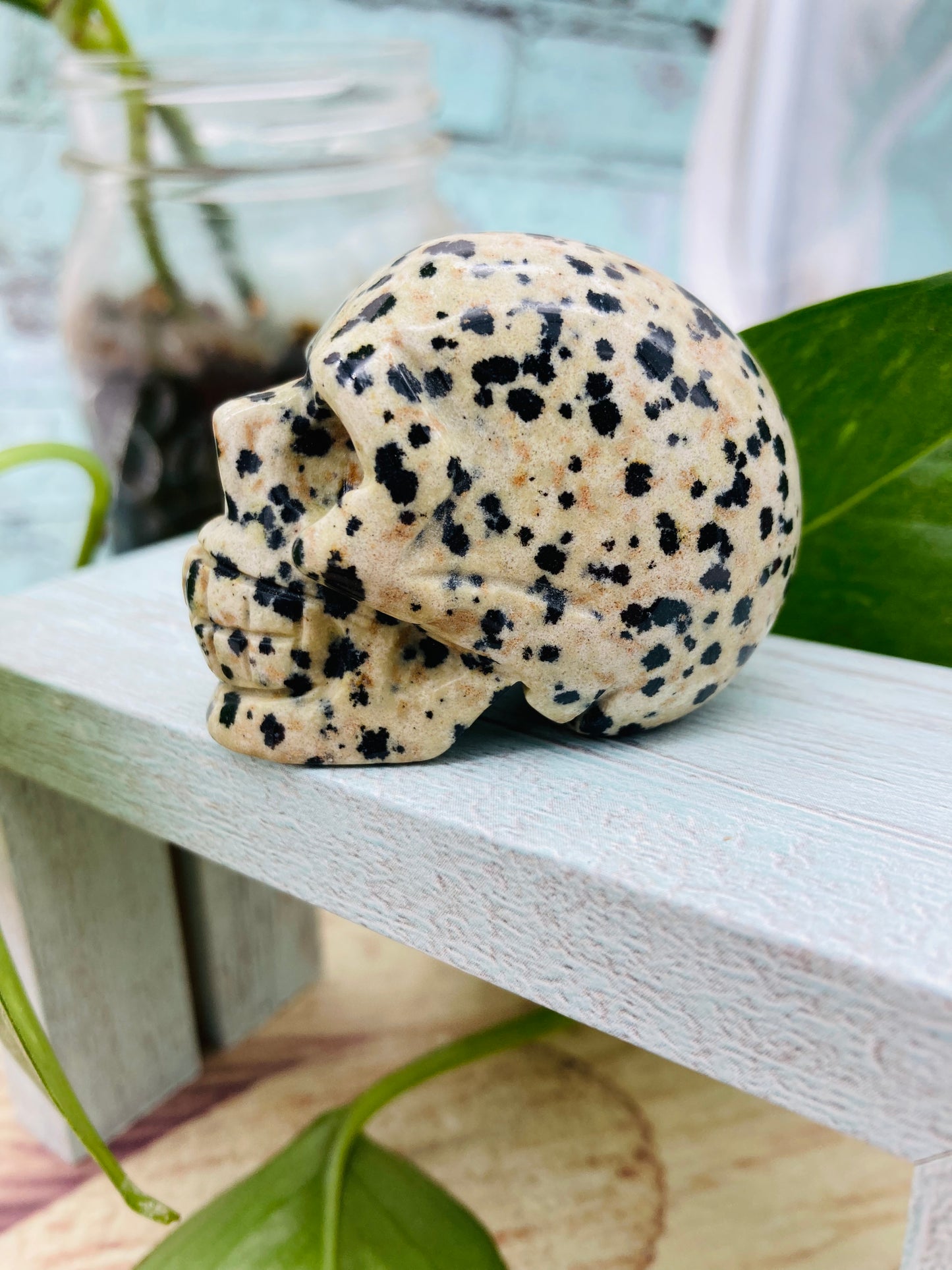 Dalmatian Jasper Skull